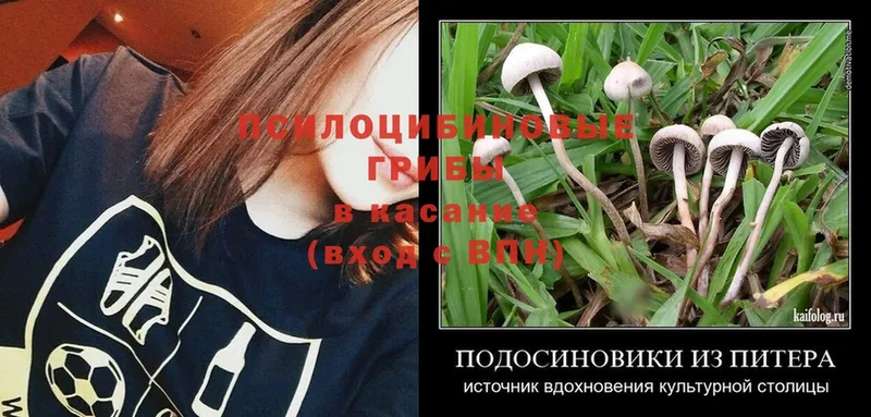 закладки  Саранск  blacksprut маркетплейс  Галлюциногенные грибы Psilocybe 